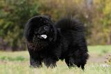 CHOW CHOW 448